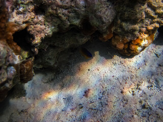 Marine inhabitants of the coral reef of the Red Sea. Undersea world
