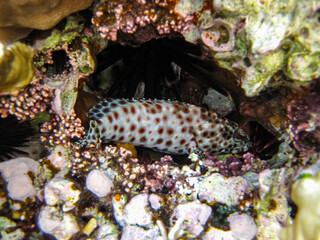Marine inhabitants of the coral reef of the Red Sea. Undersea world