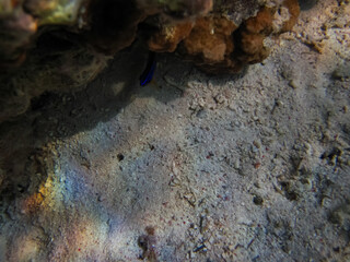 Marine inhabitants of the coral reef of the Red Sea. Undersea world