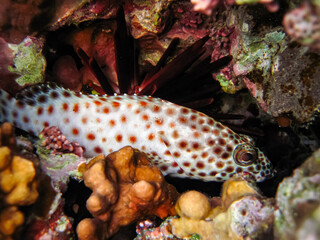 Marine inhabitants of the coral reef of the Red Sea. Undersea world