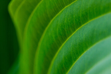 bright green sunny abstract background with golden lines