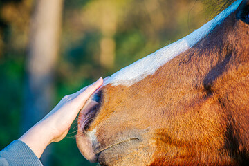 Gentle Connection: Woman's Hand Touching a Brown Horse's Nose
