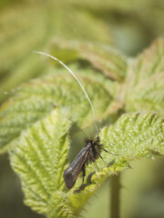 Green longhorn moth basking on a leaf
