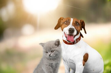 Cat and dog together sitting on meadow.