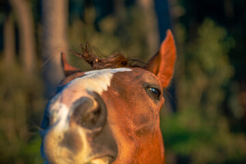 Naklejka premium Golden Glimpse: Detailed Portrait of a Brown Horse Under the Sun