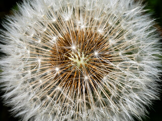 Obraz premium Close-up of a Dandelion seed head 