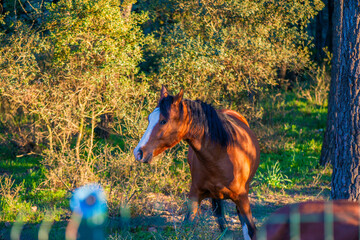 Majestic Presence: Brown Horse Behind the Fence