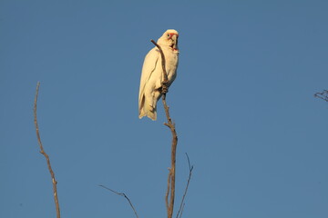 corella