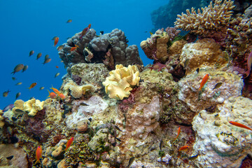 Colorful, picturesque coral reef at the bottom of tropical sea, soft and hard corals, underwater landscape