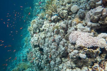 Colorful, picturesque coral reef at the bottom of tropical sea, hard corals and fishes Anthias,...
