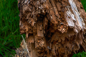 Nature's Elegy: Details of Wrecked Dead Tree Trunk