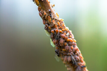 Nature's Microcosm: Macro Details of Swarm on Branch