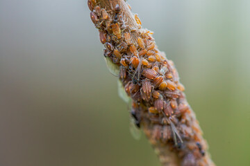 Nature's Microcosm: Macro Details of Swarm on Branch