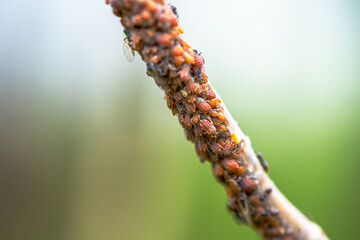 Nature's Microcosm: Macro Details of Swarm on Branch