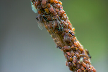Nature's Microcosm: Macro Details of Swarm on Branch