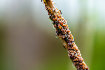Nature's Microcosm: Macro Details of Swarm on Branch