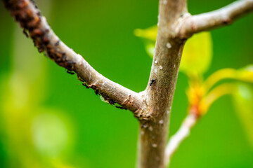 Microcosm in Motion: Macro Details of Tree Branch with Walking Ants