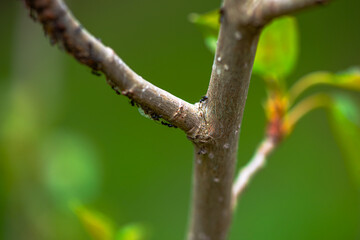 Microcosm in Motion: Macro Details of Tree Branch with Walking Ants