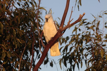 australian birds