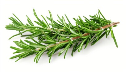 Fototapeta premium rosemary isolated on a white background