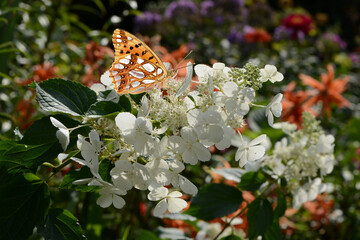 Schmetterling 1157