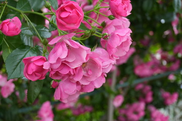 rose garden in spring