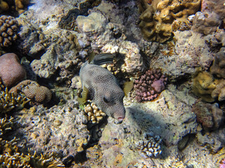 Long-spined hedgehog fish or Diodon hystrix in the expanses of the coral reef of the Red Sea....