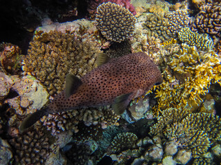 Long-spined hedgehog fish or Diodon hystrix in the expanses of the coral reef of the Red Sea. Undersea world. Sea fish.