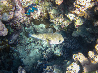 Long-spined hedgehog fish or Diodon hystrix in the expanses of the coral reef of the Red Sea. Undersea world. Sea fish.