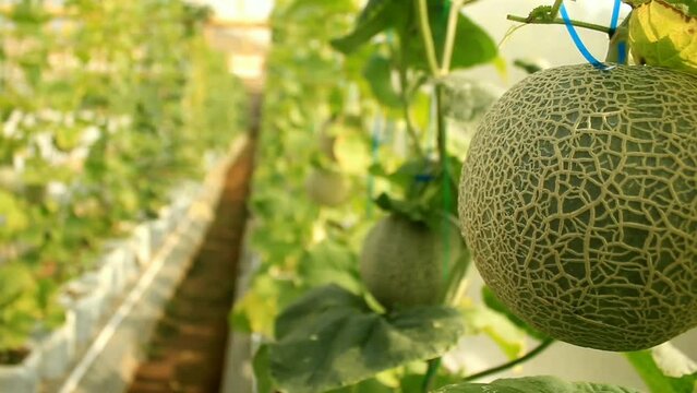 Melon plant growing in organic garden, growing melon seedlings on the farm. fresh melons or green melon or cantaloupe melons plants growing in greenhouse supported by string melon nets.
