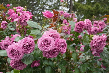 rose garden in spring