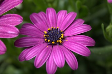 Obraz premium Hi Spring