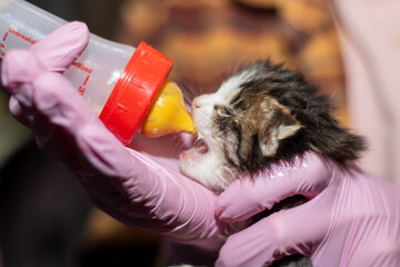 A person in pink gloves feeds a kitten from a bottle