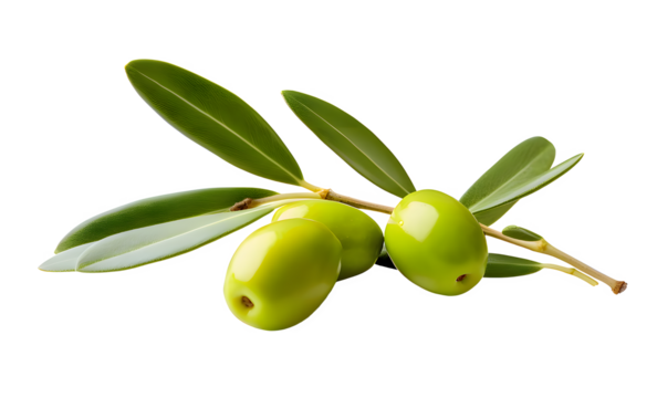 Olive png, green olive png, green olive fruit png, olive with branch png, group olive fruit png, olive drop to oil png, olive background png, fruit olive background png, olive transparent background.