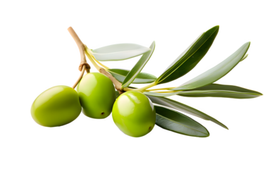 Olive png, green olive png, green olive fruit png, olive with branch png, group olive fruit png, olive drop to oil png, olive background png, fruit olive background png, olive transparent background.
