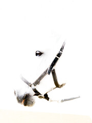 Caballo Blanco Estatico y al Galope