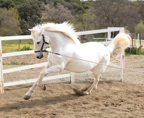 Caballo Blanco Estatico y al Galope