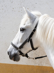 Caballo Blanco Estatico y al Galope