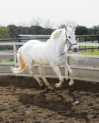 Caballo Blanco Estatico y al Galope