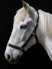 Caballo Blanco Estatico y al Galope