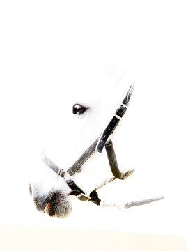 Caballo Blanco Estatico y al Galope