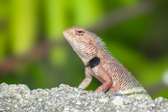 The oriental garden lizard, also called the eastern garden lizard, Indian garden lizard