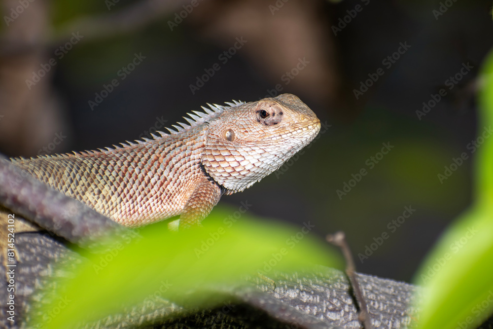 Wall mural the oriental garden lizard, also called the eastern garden lizard, indian garden lizard