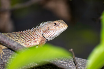 The oriental garden lizard, also called the eastern garden lizard, Indian garden lizard