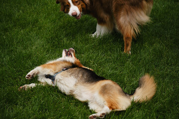Two dogs playing in a green spring field. Brown fluffy Australian Shepherd and tricolor Welsh corgi...