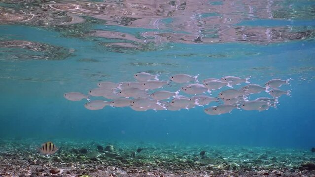 Shoal of Barred flagtail, Fiveband flagtail or Five-bar flagtail (Kuhlia mugil) floats in blue water on bright sunny day in sun beams in shallow water, Slow motion