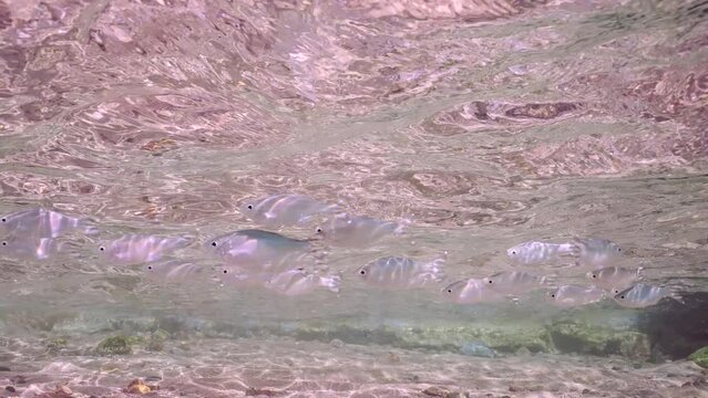 Shoal of Barred flagtail, Fiveband flagtail or Five-bar flagtail (Kuhlia mugil) floats on shallow water under waves over sandy bottom on sunny day in sunrays, Slow motion