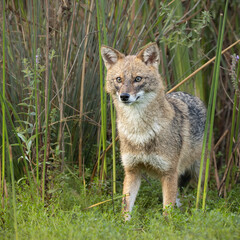 Fototapeta premium Golden jackal