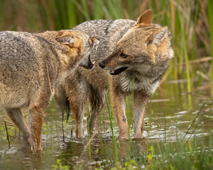 Obraz premium Golden jackal