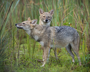 Golden jackal